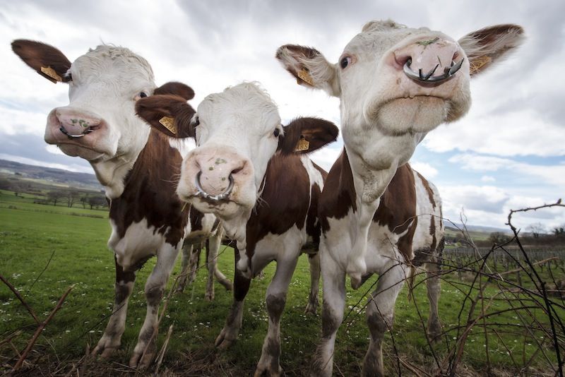 Faune Vache Montbéliarde VAC_0159